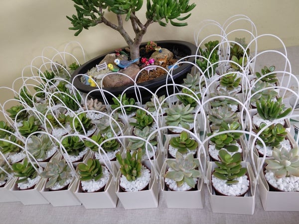 Baby Shower Party Favors - Live Succulent in Gift Bag