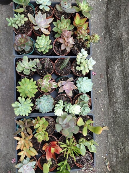 Succulent Collection - 20 different succulent plants