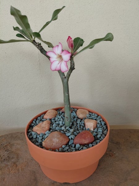Impala Lily