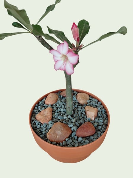 Impala Lily