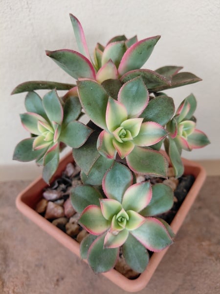 Aeonium Kiwi