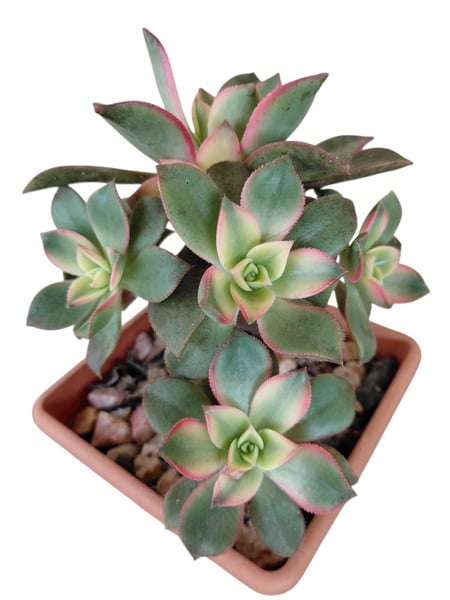 Aeonium Kiwi