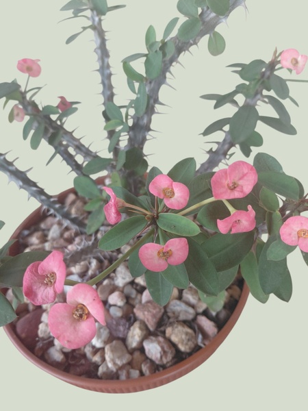 Euphorbia Milli - Crown of Thorns - pink flower