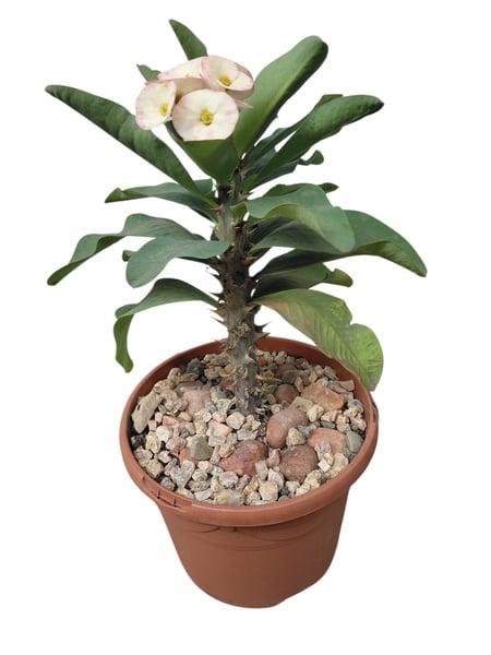 Euphorbia Milli - Crown of Thorns