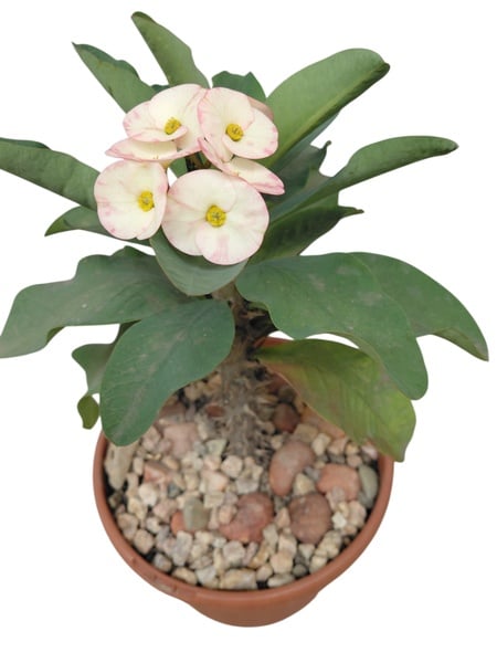 Euphorbia Milli - Crown of Thorns