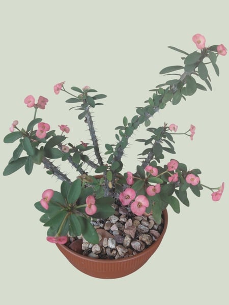 Euphorbia Milli - Crown of Thorns - pink flower