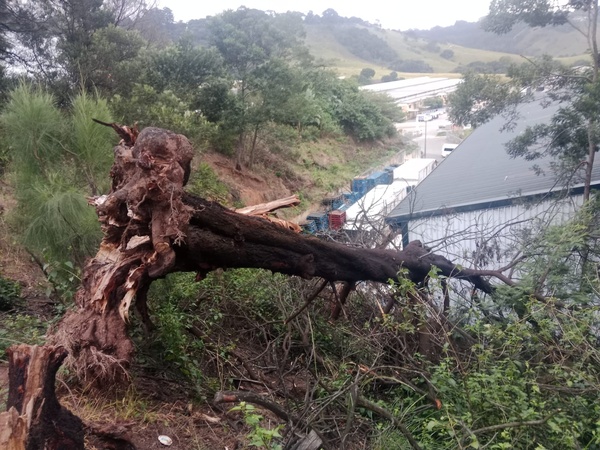 Emergency Tree Removal [example] picture