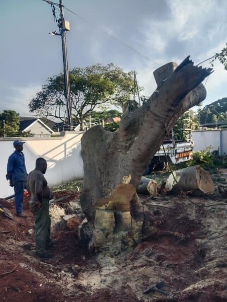 Stump Removal Service [example]