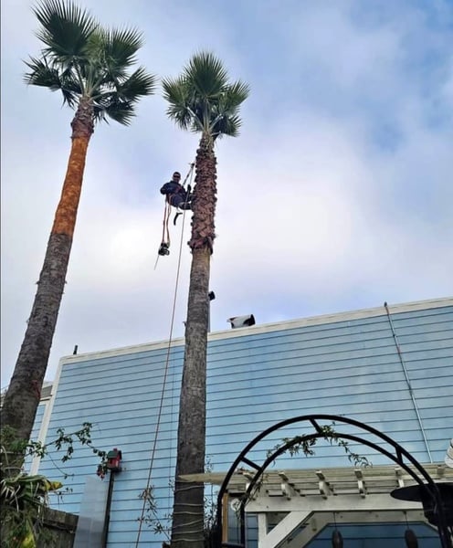 PALM TREE TRIMMING