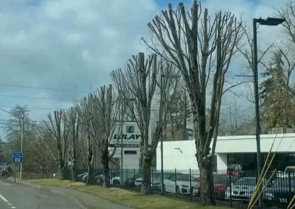 TOPPING TREE'S