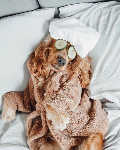 Pets picture