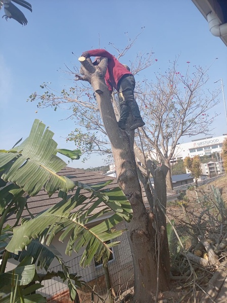 Tree service picture