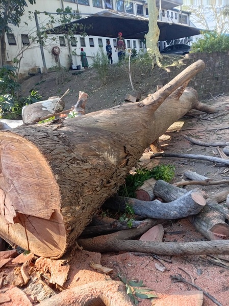 Heavy Duty Chainsaw