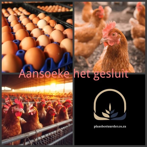 Bestuurder: Eierproduksie picture