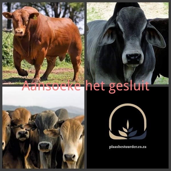 Veekundige/"Stockman" picture