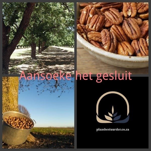 Junior Produksiebestuurder: Pekanneute picture