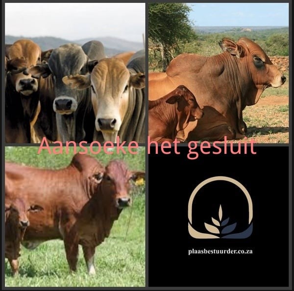 Junior Beeskuddebestuurder picture