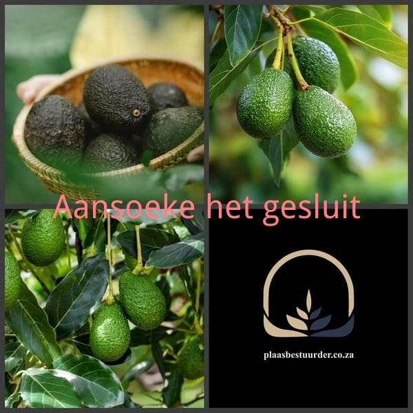 Produksiebestuurder: Subtropiese Boomgewasse picture
