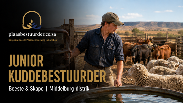 Junior Kuddebestuurder: Beeste en Skape (Middelburg-distrik, Oos-Kaap) picture