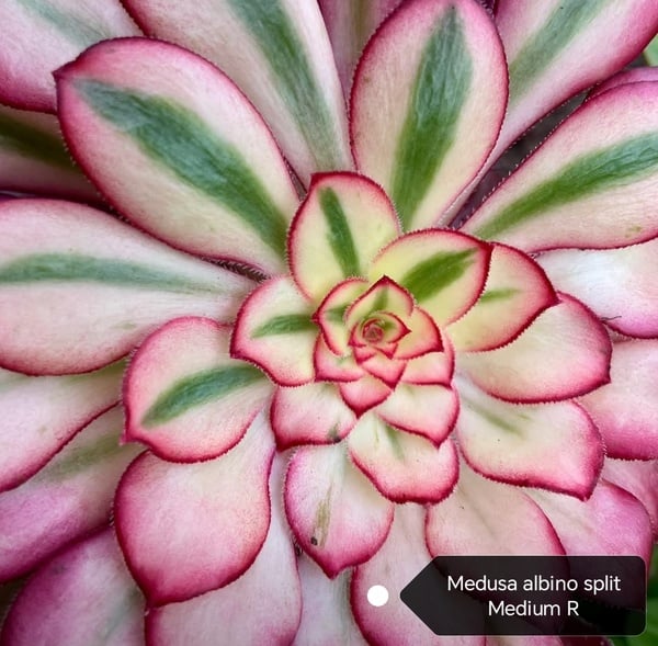 Aeonium picture