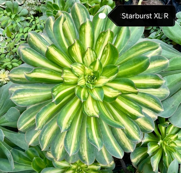 Aeonium Starburst
