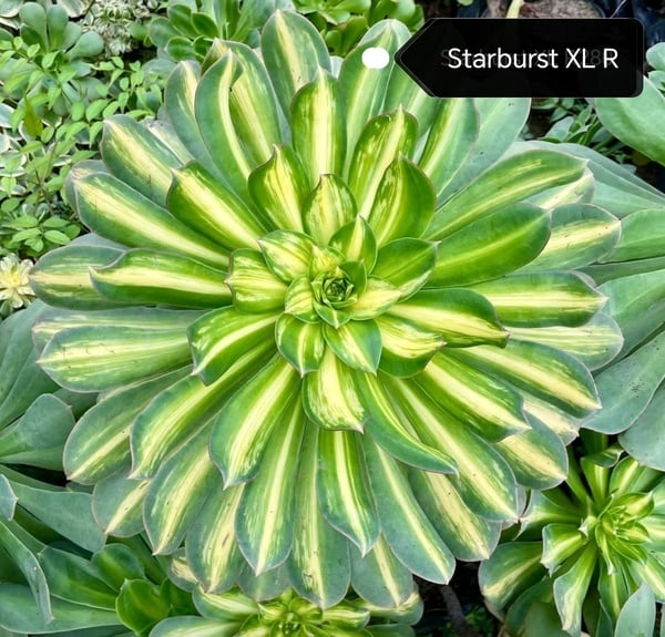 Aeonium Starburst