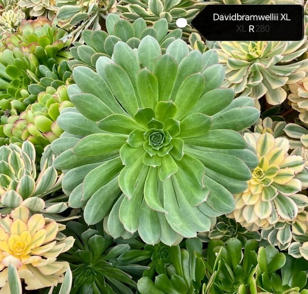 Aeonium Davidbramwellii