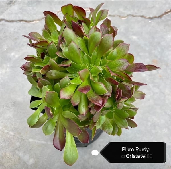 Aeonium Plum Purdy