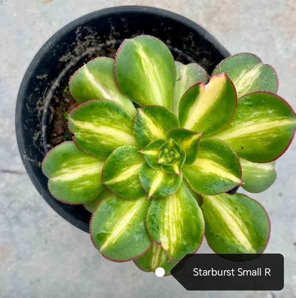 Aeonium Starburst
