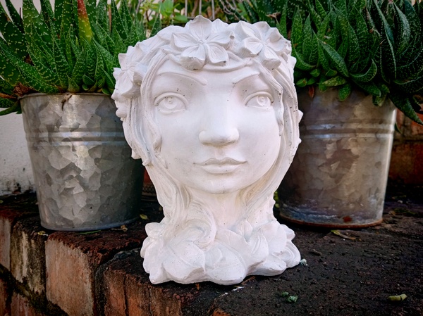 Sement Planters picture