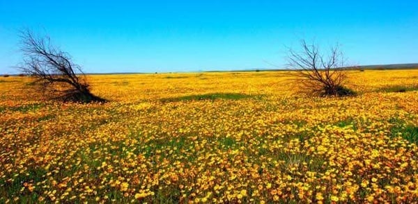 Cape Flower Tour