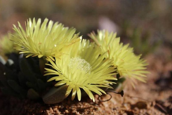 Cape Flower Tour