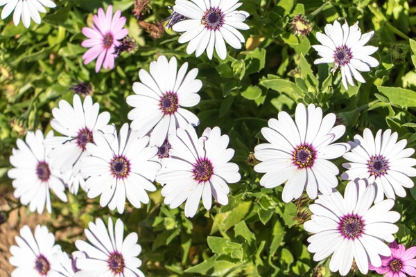Cape Flower Tour