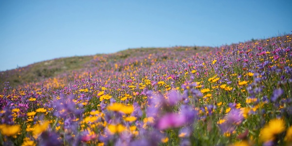 Cape Flower Tour