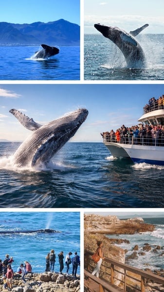 Hermanus Whale Watching and Penguin Shuttle