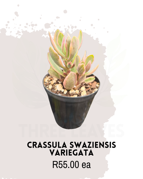 Crassula swaziensis variegata