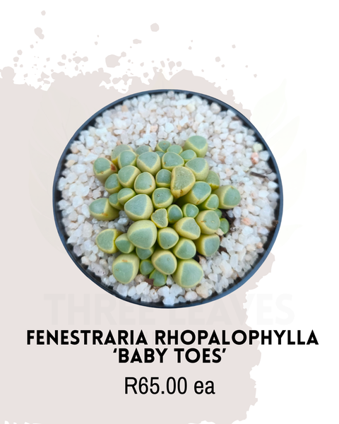 Fenestraria rhopalophylla 'Baby Toes'