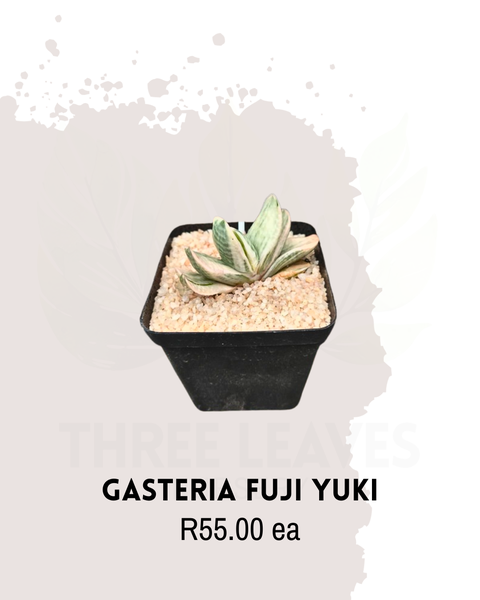 Gasteria Fuji Yuki