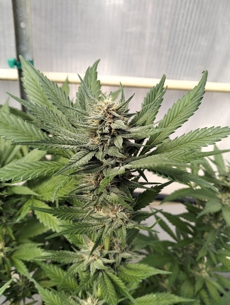 Monster punch autoflower