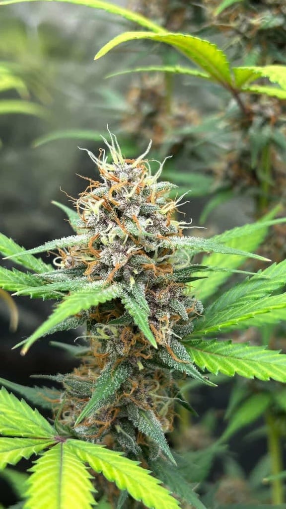 Slideshow picture #14000 - Greenthumb genetics