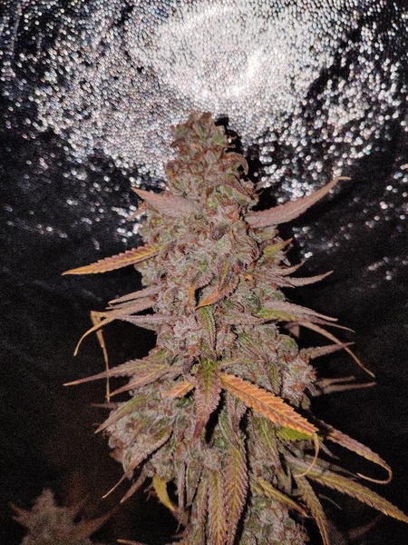 Syrup stick autoflower