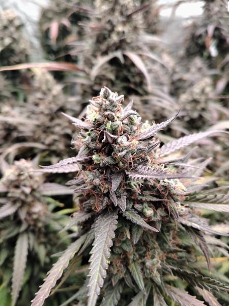 Syrup stick autoflower
