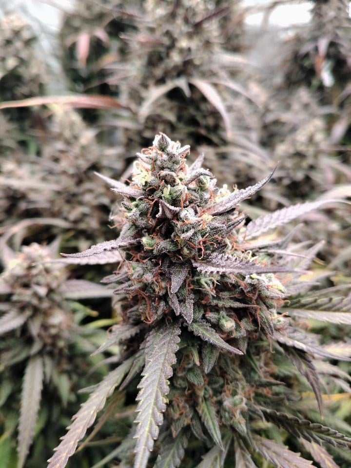 Slideshow picture #12000 - Greenthumb genetics