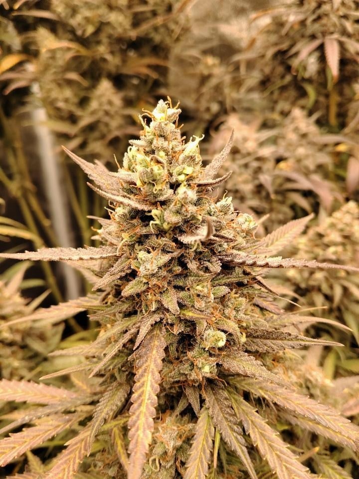 Slideshow picture #13000 - Greenthumb genetics