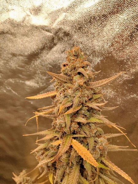 Syrup stick autoflower