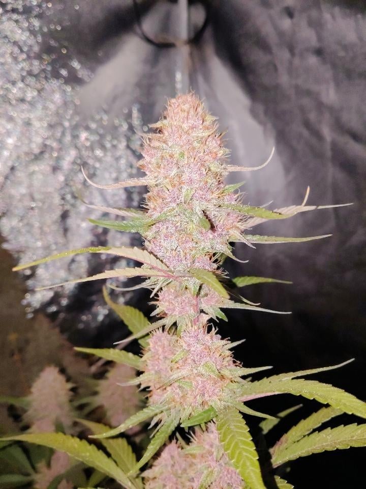 Slideshow picture #10000 - Greenthumb genetics
